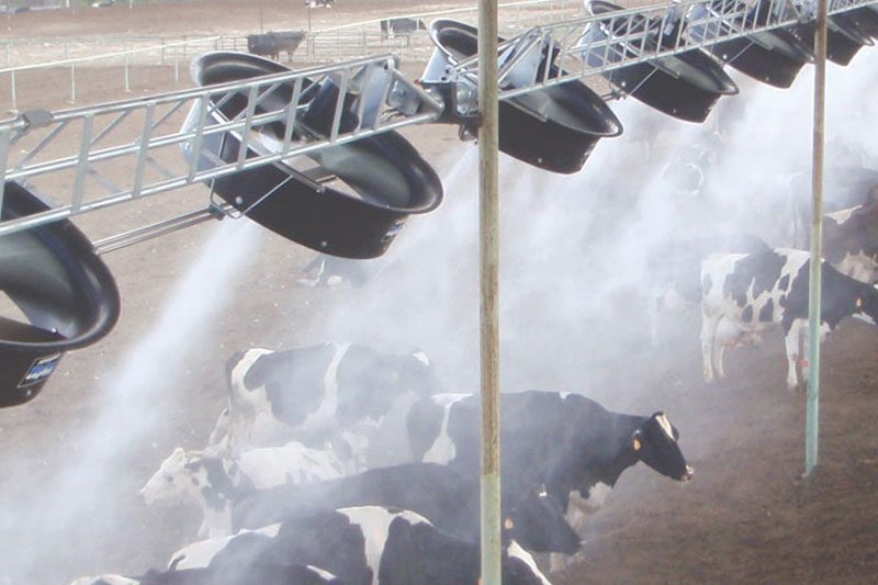 enhanced cow comfort and health