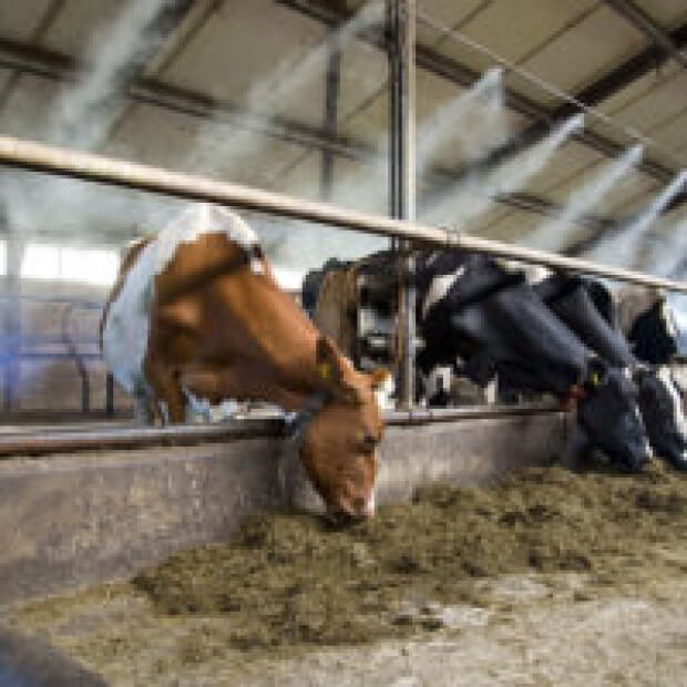 photo of cows eating