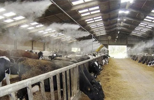 photo of cows eating