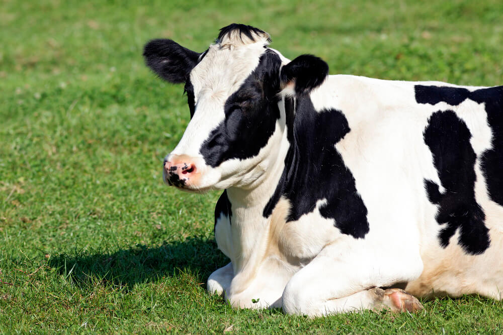 photo of a cow in a field