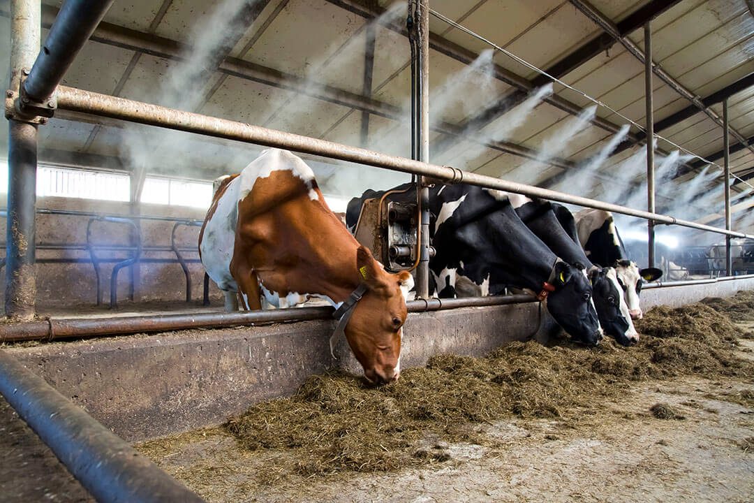 photo of cows eating