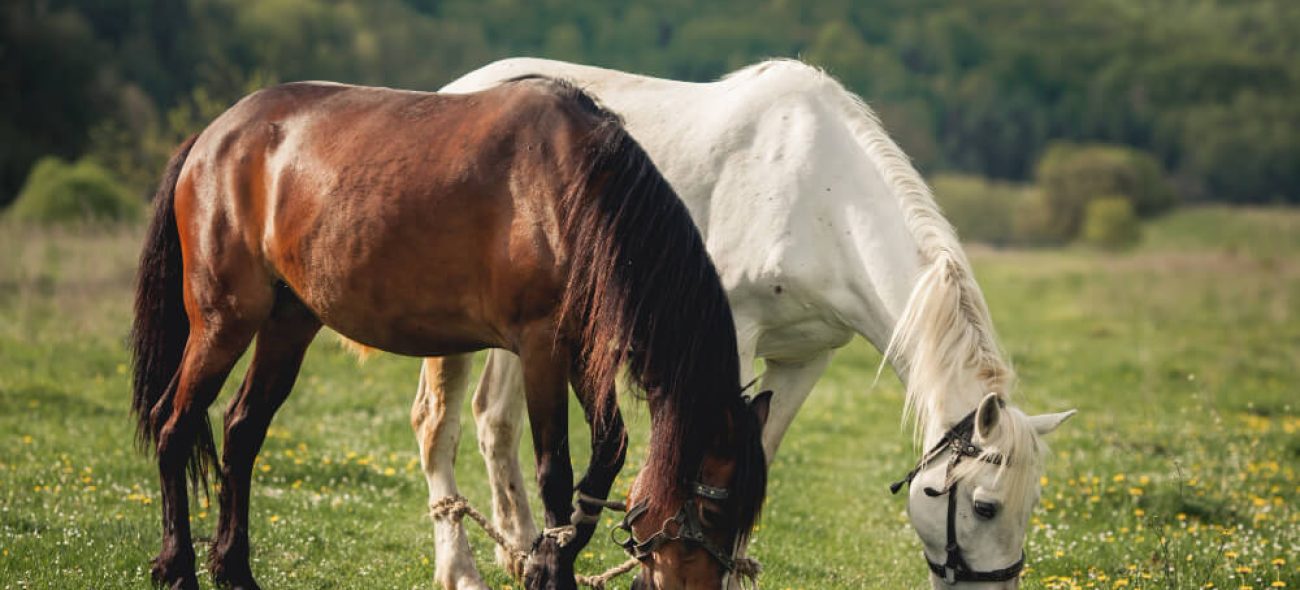 photo of horses in a field