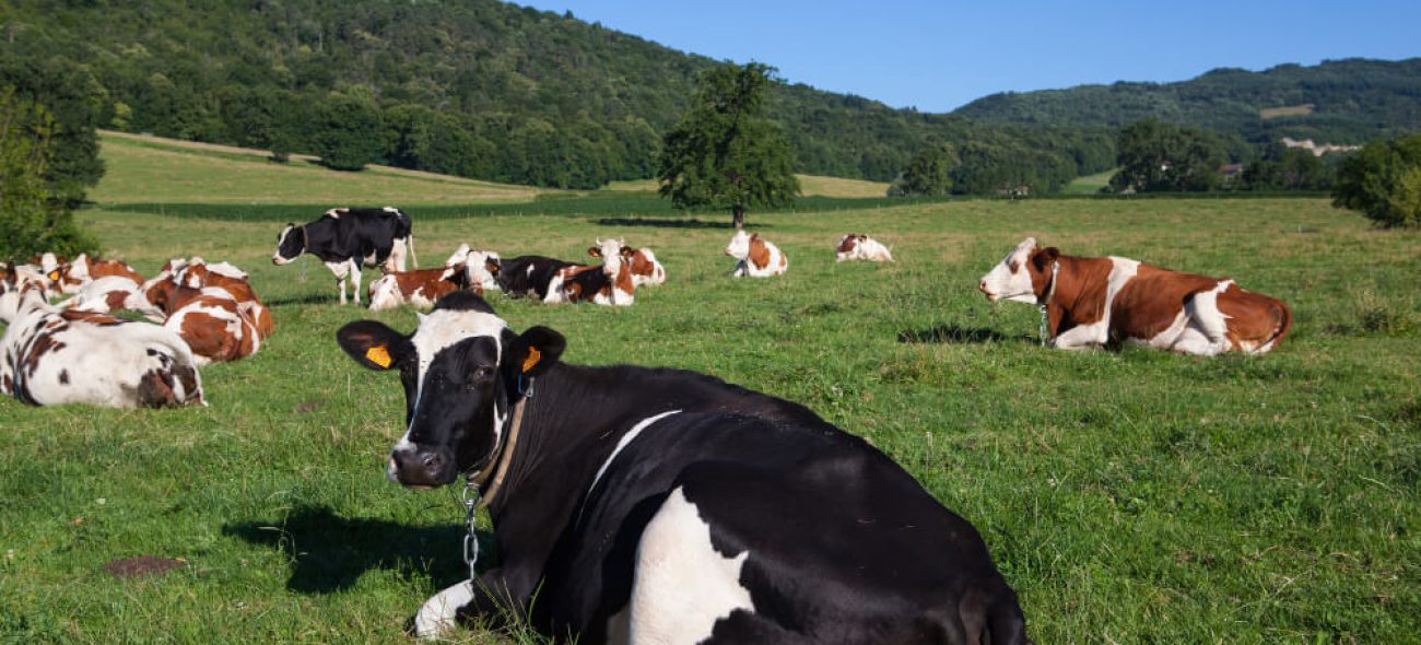 the cows are grazing